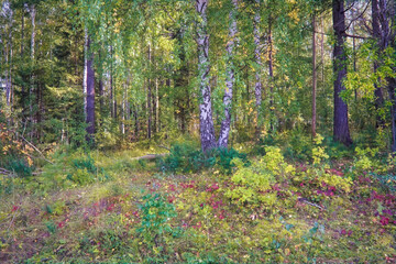 Forest closeup, beautiful summer landscape, sunlight shines through branches, trees with shadows.