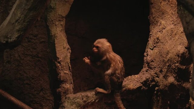 A little red monkey sits on a tree looking around and eats something