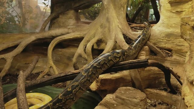 Long and fat python flying over wooden driftwood to the side