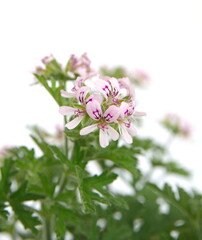 Fototapeta premium Pelargonium graveolens 'Lady Plymouth', Scented Geranium, Old Fashioned Rose Geranium flowers