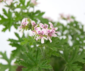 Pelargonium graveolens 'Lady Plymouth', Scented Geranium, Old Fashioned Rose Geranium flowers