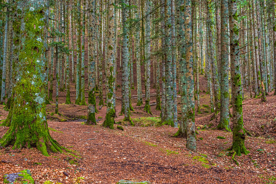 Foresta di Campigna