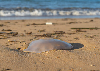 jellyfish on the sand