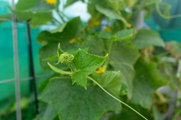 zucchini plant growing in a vegetable garden