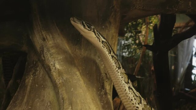 Python rises vertically up, without any support, python crawls through the cave