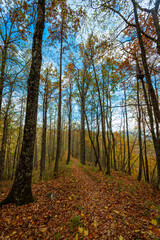 Obraz premium Foresta di Campigna