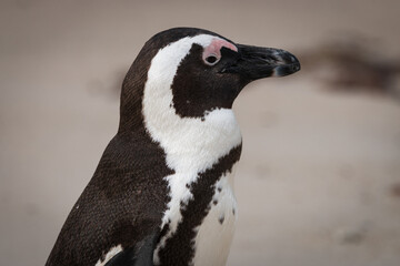 Close-up of African penguin at Seaforth Beach, Simon’s Town, Cape Town, South Africa .