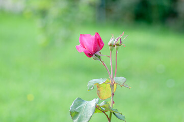 Pink Rose buds flowers blooming on green background in the garden. Botanical photography for illustration of Rose.