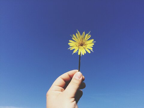 Cropped Hand Holding Yellow Dandelion Flower Against Clear Blue Sky