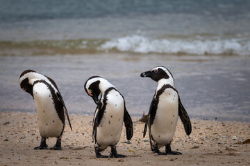 Obraz premium African penguin at Seaforth Beach, Simon’s Town, Cape Town, South Africa .