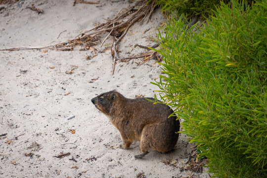 Rock hyrax also called Cape Town dassie at a sandy beach.