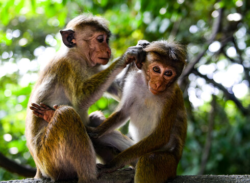 Se chercher des poux