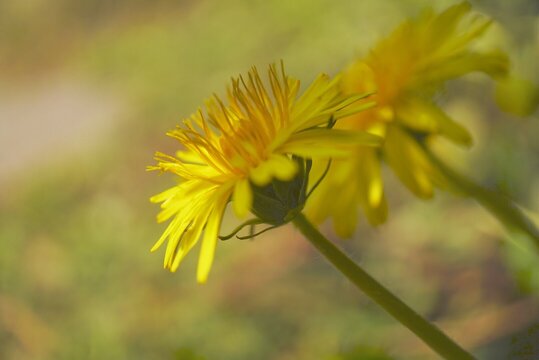 Close-up Of Yellow Dandelion