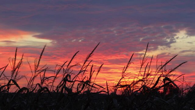 Cornstalks are blowing in an evening breeze and silhouetted by the colors of a dramatic and beautiful sunset sky with clouds. Cornfield sundown video is looping with fade.
