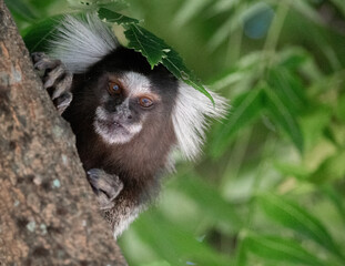 monkey with a leaf on his head