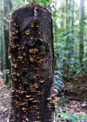fungus growing on a dead tree in a rainforest