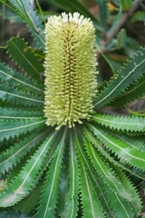 banksia flower