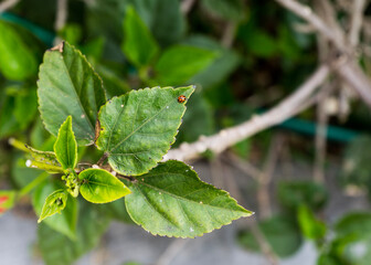 ladybird on a leaf