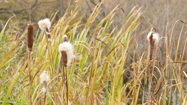Brown growths on the reeds.