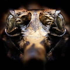 Close Up of a Sinyulong Crocodile or Buaya Sapit.