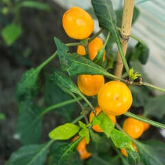 orange capsicums growing in a vegetable garden