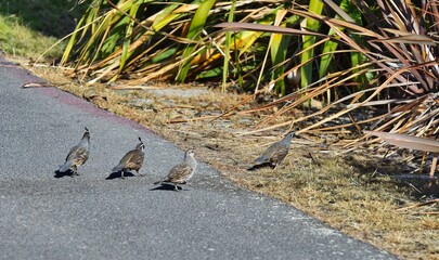 California Quail Crossing Street into Shrubbery