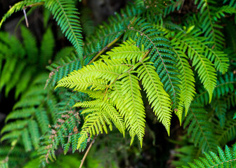 fern leaves