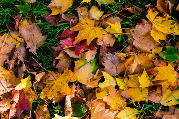 autumn leaves background