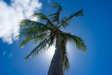 coconut palm tree against a blue sky