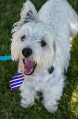 terrier having fun in a tie