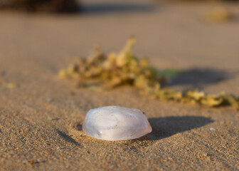 jellyfish on sand
