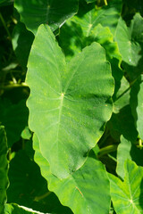 green leaf background