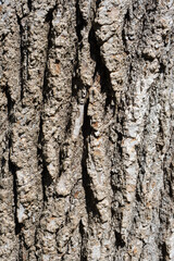 bark of a tree