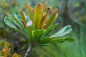 close up of banksia leaves