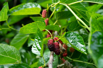 mulberries on a bush