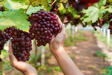 Woman asian farmer hold a bunch of fresh grapes in vineyards, Selective focus.