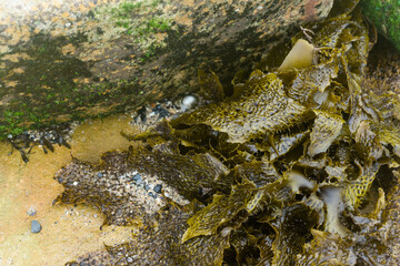 seaweed and stone