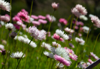 pink and white wildflowers