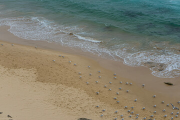 flock of seagulls on the beach