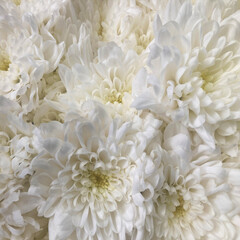 An arrangement of white chrysanthemum flowers