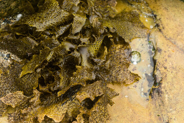 Kelp seaweed in shallow water at the beach