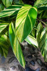 green and white striped leaves on a tree