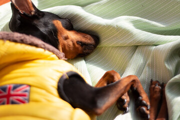 スヤスヤおやすみ。睡眠中の黒い小型犬。ミニチュアピンシャークローズアップ。ペットの日常生活。