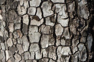 bark of a tree 