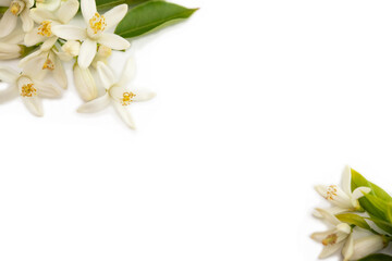 Fototapeta na wymiar 白い花の背景