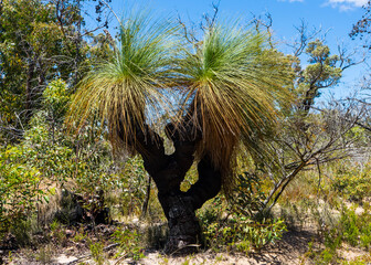 Balga grass tree in the Australian bush