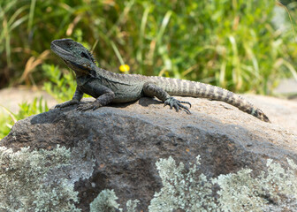 lizard on the rock