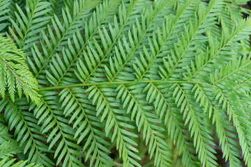 green fern leaves