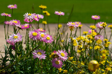 Obraz premium Pink and yellow everlasting daisies growing in a field of wildflowers