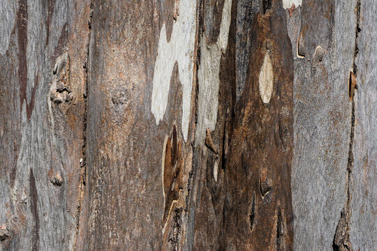 Close up photo of wood and tree bark
